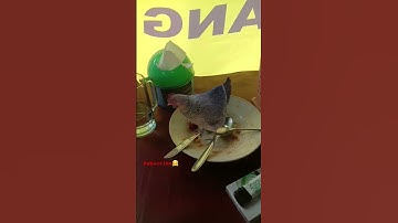 AYAM JAGO BANGET BERDIRI DI ATAS SENDOK || #shorts #animals #mengenalhewan #suarahewan #ajojing
