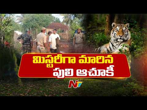 Polavaram District: పులిని ట్రాక్ చేయలేకపోతున్న అధికారులు | NTV Telugu - NTVTELUGU