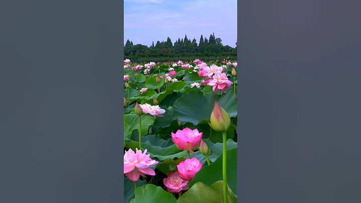 Beautiful Lotus flowers.🌺| #lotus #lotusflower #flowergarden #satisfying #beautiful #rosegarden - DayDayNews