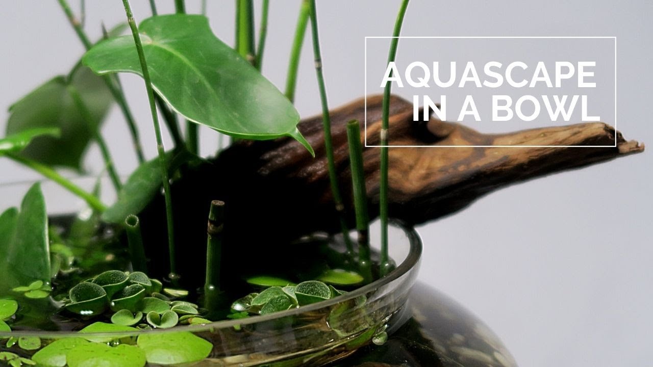 Pedestal Bowl Aquascape Water Garden in a bowl Miniature pond