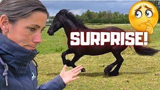 2 HUGE SURPRISES!! But I’m Not Sure I’m Happy About one... Don’t Miss This! | Friesian Horses