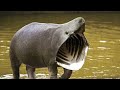 15 Most Bizarre Animals Created by Humans!
