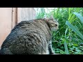 Толстый кот Степа играет с веревочкой