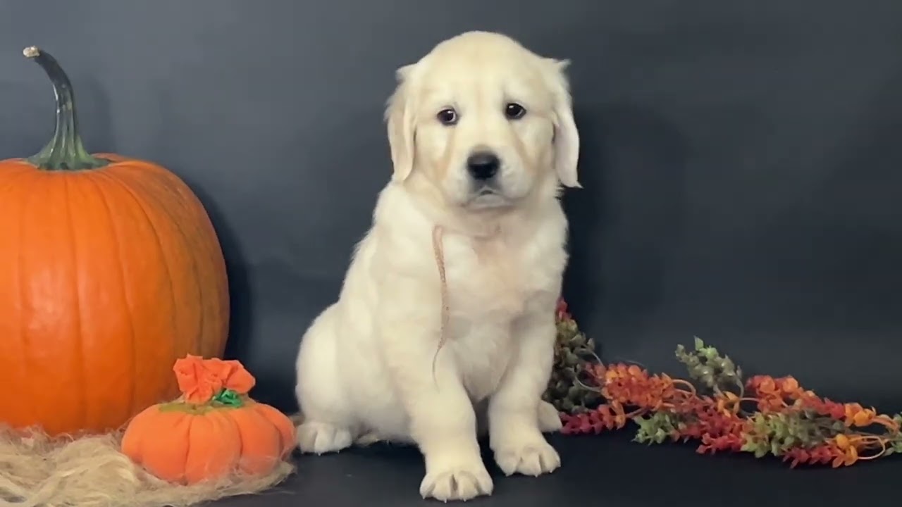 6 weeks old girls in Apro of Clear Passion and Kurtuba Yolanda litter, born in Clear Passion kennel
