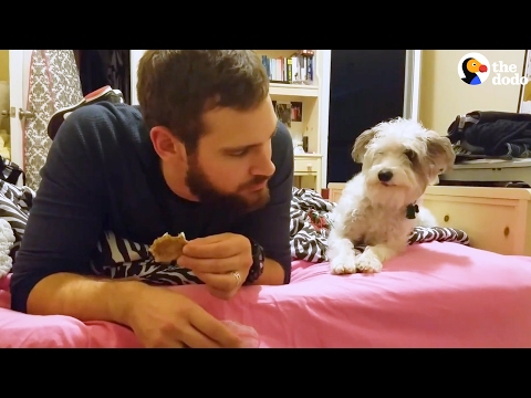 Funny Dog Swears He Doesn't Want That Snack | The Dodo