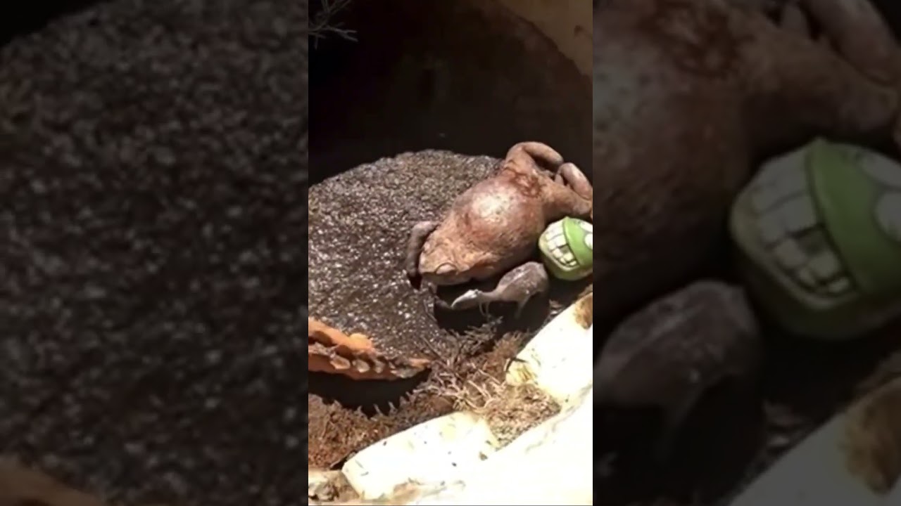 Crazy Things You Find Lurking In The Drains 