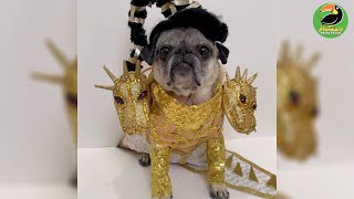 Miss Pickles the Pug Shows Off Her Drag Style! by Animals Doing Things  727 views 3 years ago 3 minutes, 10 seconds