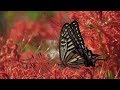 秋間近！都立神代植物公園 水生植物園 の動画、YouTube動画。