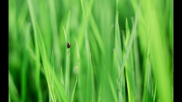 Surah Al-Mulk (The Sovereignty) Full | 67 - سورة الملك | With Urdu & English Translation