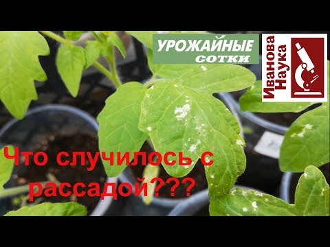 СРОЧНО! Рассада ЗАБОЛЕЛА? Подозрительные пятна на рассаде и как с ними бороться.