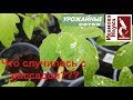 СРОЧНО! Рассада ЗАБОЛЕЛА? Подозрительные пятна на рассаде и как с ними бороться.