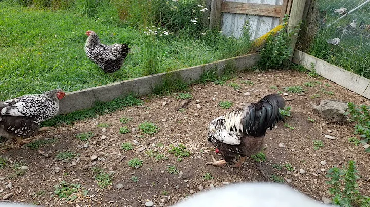 Silver Laced Wyandottes