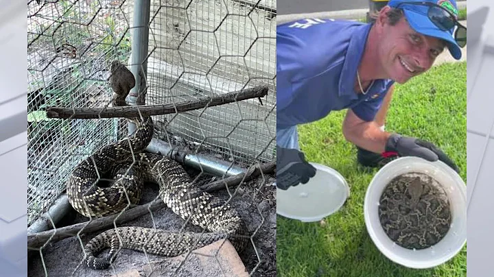 Huge rattlesnake removed from Florida woman's chic...