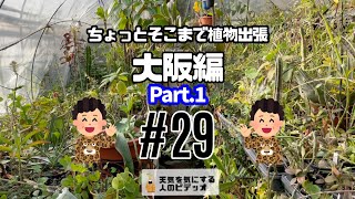 【塊根植物/多肉植物】#29 - ちょっとそこまで植物出張 大阪編Part.1【コーデックス】