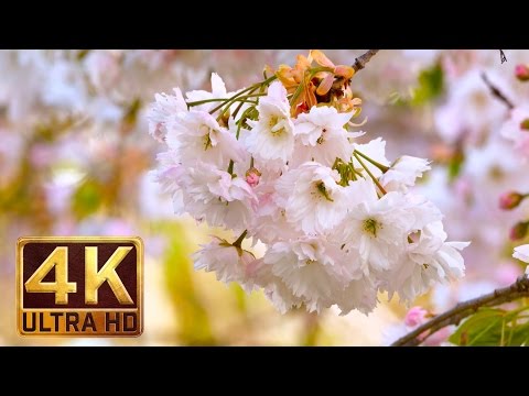 4K Flowers & Leaves - Relaxing nature sound (2 hours video)
