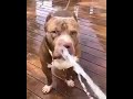 PitBull Dog tries to bite water 🚿 || The DogTube 🔥 #shorts