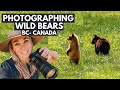 Photographing black bears in the wild in  British Columbia | Life on the Ranch living in Canada