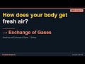 Exchange of Gases | NEET Class 11 Biology | Synapse