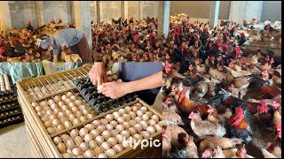Synthesis of highly effective chicken farming models! screenshot 4