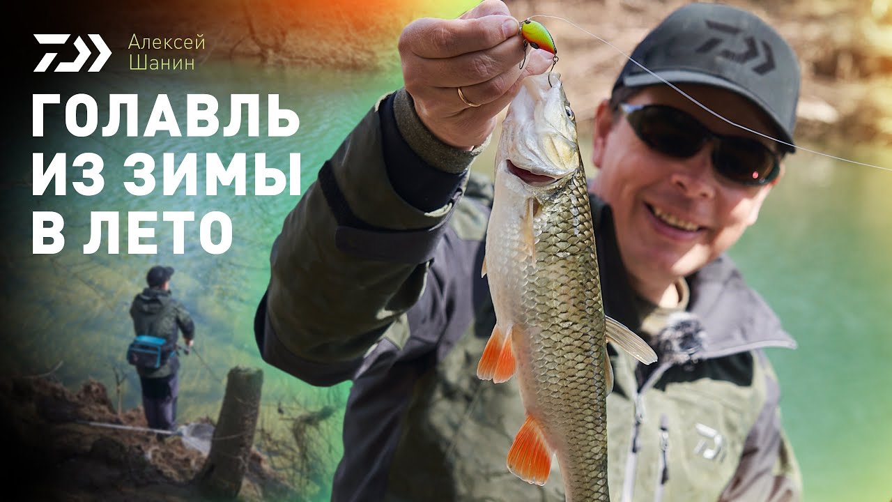ГОЛАВЛЬ ИЗ ЗИМЫ В ЛЕТО x АЛЕКСЕЙ ШАНИН