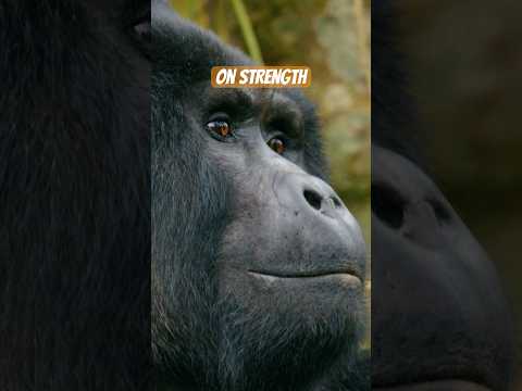 1 Gorilla vs 100 Men – 🦍 The Internet Can't Stop Arguing About This!