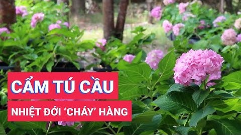 Cẩm tú cầu nhiệt đới Phú Quốc 