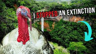 Download Lagu Turkeys Were Taken to Mauritius to Fill in for Dodos - Here's Why MP3 Download Lagu Turkeys Were Taken to Mauritius to Fill in for Dodos - Here's Why MP3