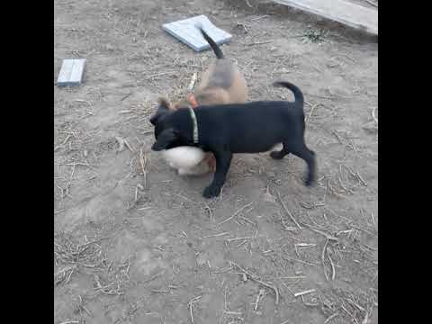 Patterdale Terrier Puppies