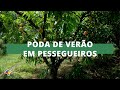 Dica Técnica - Poda de verão em pessegueiros | Programa Terra Sul