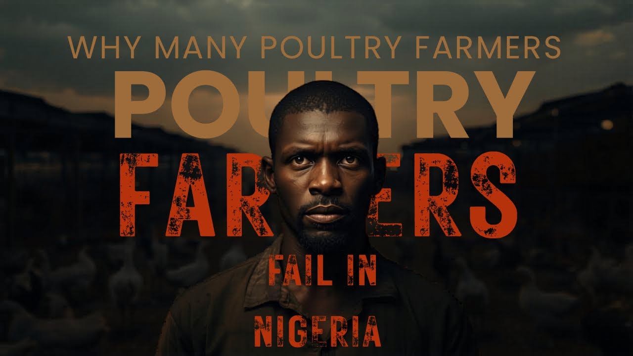 Why chicken Poultry Farmers Fail (And How to Avoid It) - YouTube