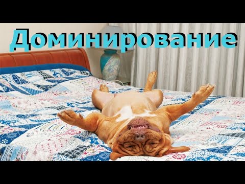 Вопрос: Как обращаться с доминантной собакой?