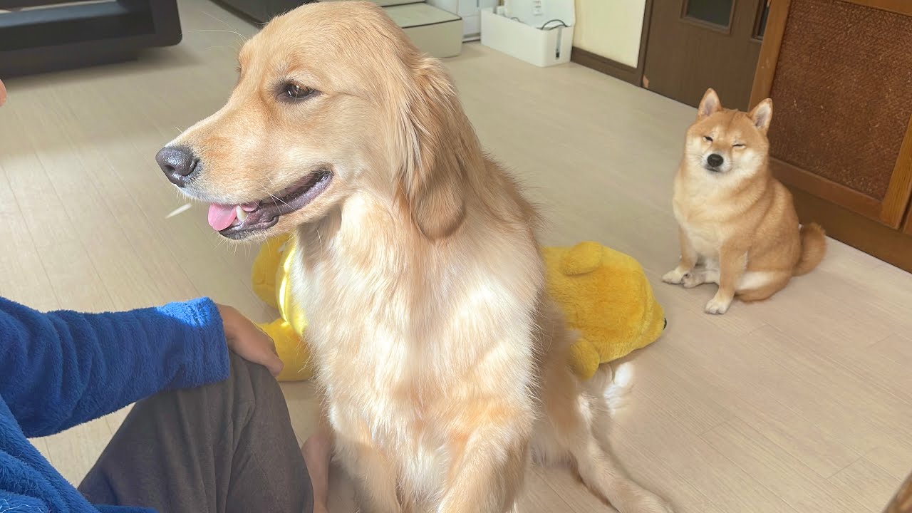 なでなでの順番待ちをする礼儀正しい豆柴が可愛い - YouTube