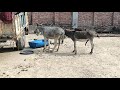 donkey meeting donkey crossing