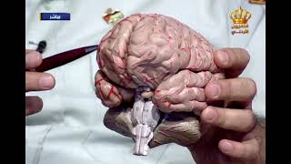 برنامج صحتك بالدنيا -  أورام الدماغ والعلاج
