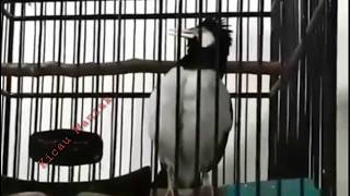 JALAK SUREN NYANYI GARUDA PANCASILA