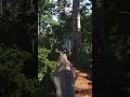 The T-rex is impressive The isle