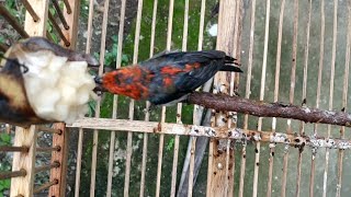 Burung Cabean Hasil Pikat Makannya Banyak Banget