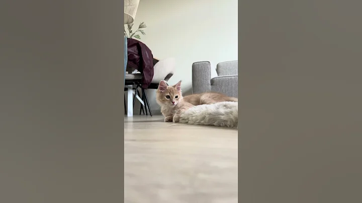 Video 11516991: ragdollcat cat, kitten adoption