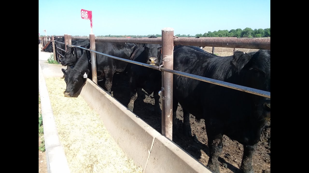 Biochar and Livestock
