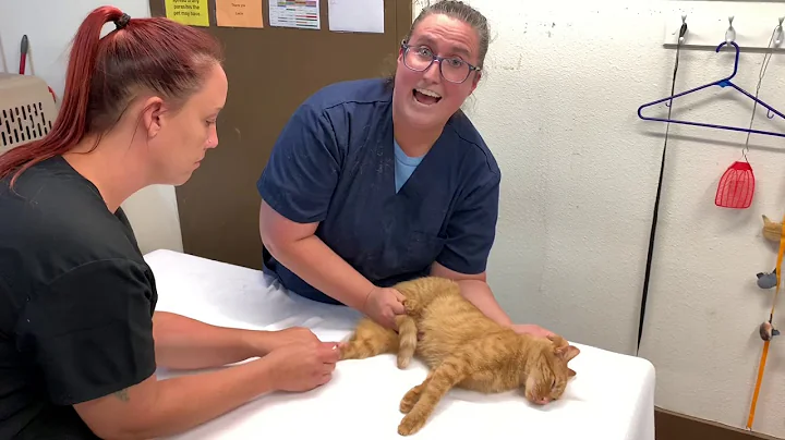AVMA Task Video - Kellie Poole