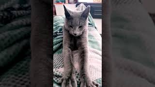 Russian Blue Cat Massage With Purring ASMR