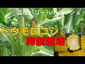 トウモロコシ・ゴールドラッシュ９０の抑制栽培に挑戦する