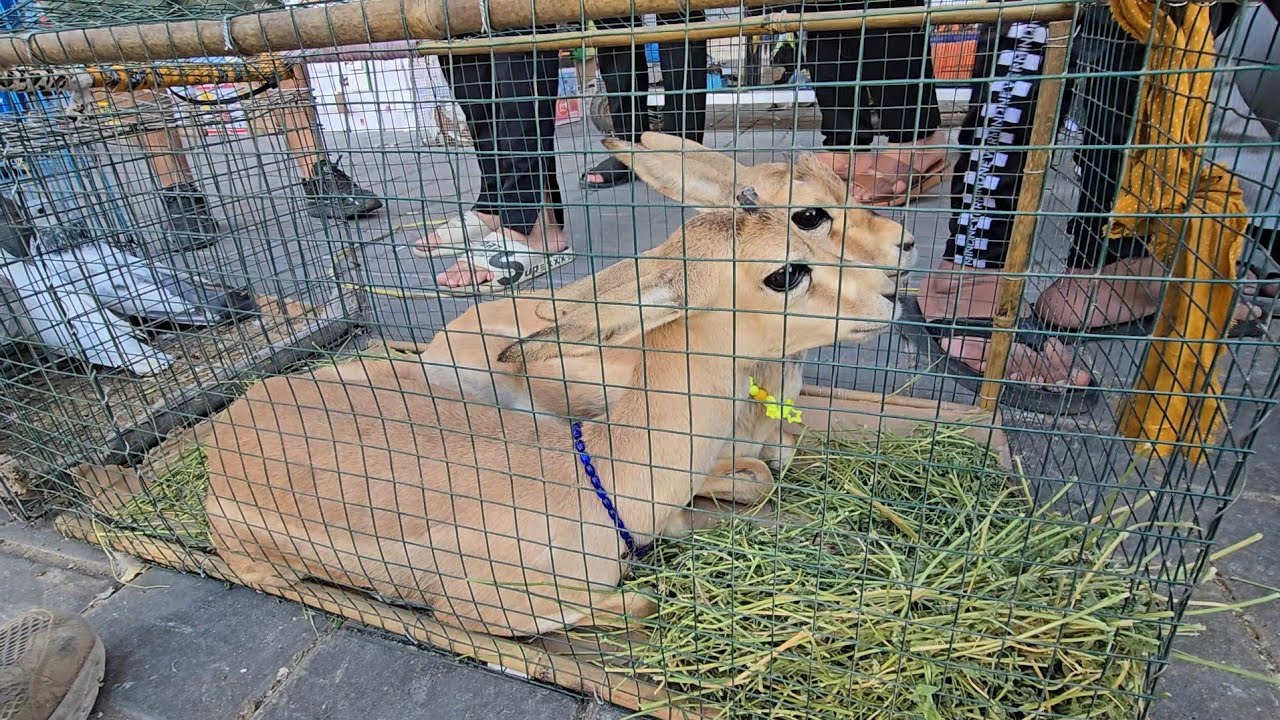 سوق الغزل يوم الجمعة انواع الحيوانات والطيور 4 تموز 2025