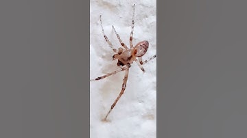 The Triangulate Household Spider