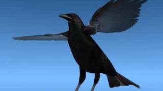 Crow Surfaced 3D model from CGTrader.com