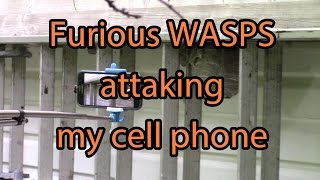 Aggressive and furious HORNETS / WASPS attacking my cell phone
