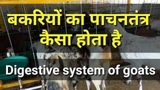 बकरियों का पाचनतंत्र कैसा होता है (Digestive System of Goats)