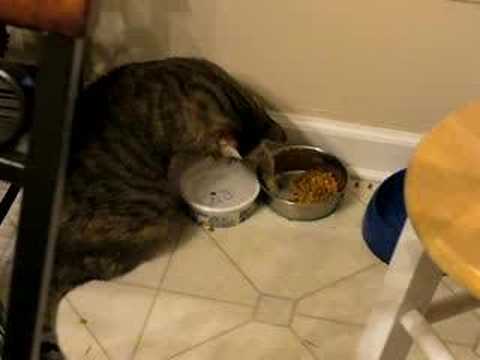 cat picky eater!!!! - YouTube