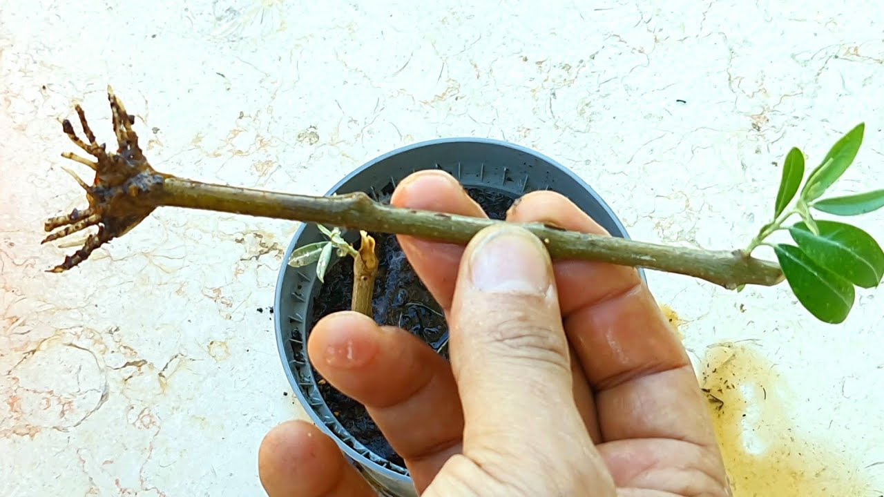 شاهد طريقة سهلة لتكثير عقل الزيتون. تابع الفيديو..