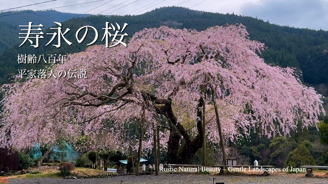 寿永の桜】樹齢800年、平家落人の伝説が眠るしだれ桜｜静岡県川根町